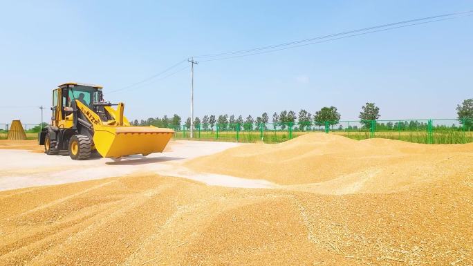 推土机晾晒小麦