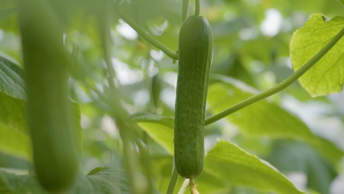 黄瓜蔬菜温室大棚