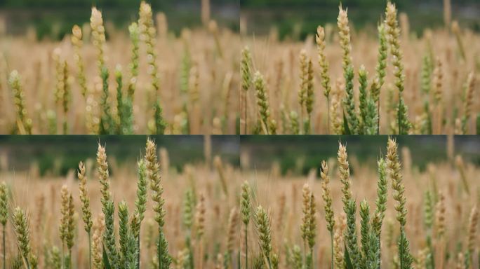 小麦 丰收 农作物