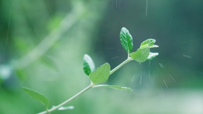 下雨唯美清新空镜雨景4k视频素材