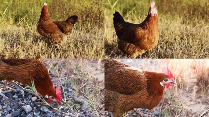 散养鸡 肉鸡 鸡觅食柴鸡生态养殖健康鸡肉
