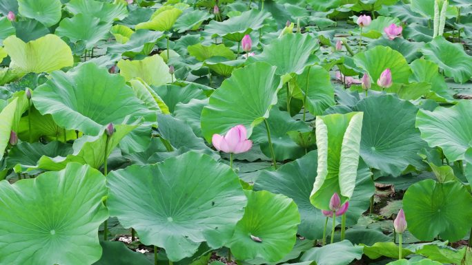 夏至大明湖日出朝霞荷花航拍