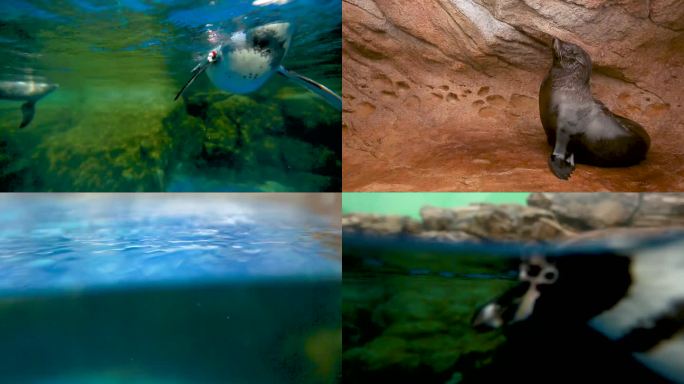 海洋生物 企鹅游动 海狮表演