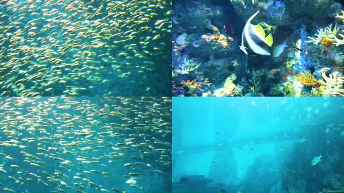 鱼群景象 海底世界 海洋生物