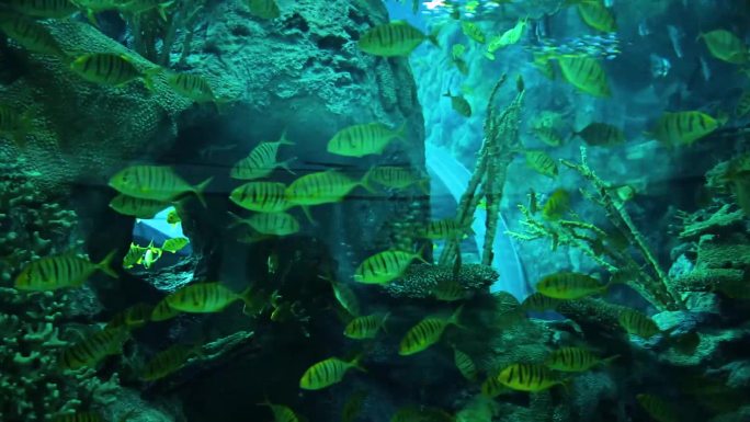 海龟 海底水草 游客参观