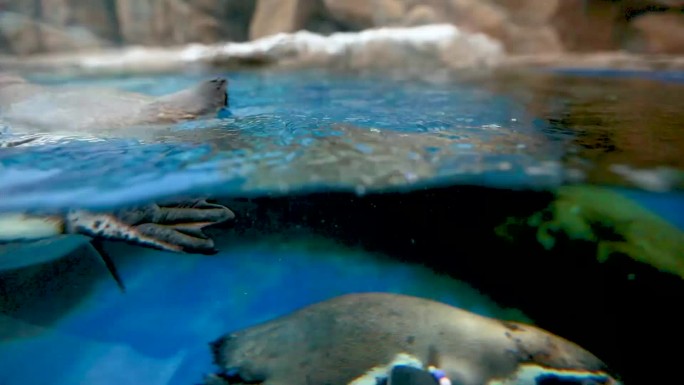 海洋生物 企鹅游动 海狮表演