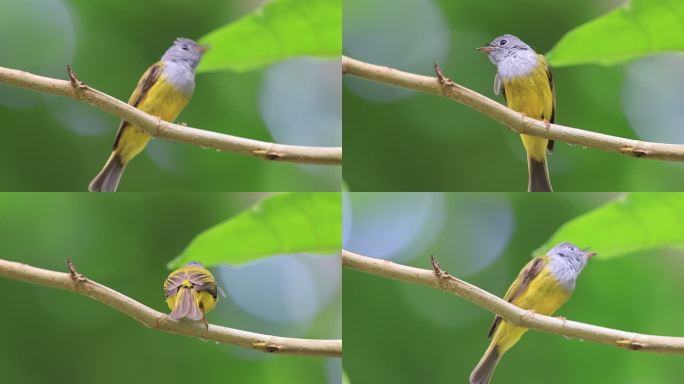 在枝头飞来飞去的黄色小鸟