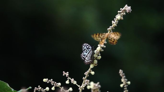 蓝黑花纹大蝴蝶在花丛中扇动美丽翅膀