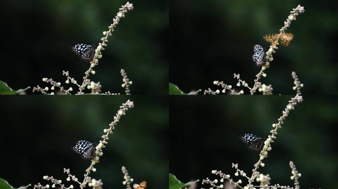 蓝黑花纹大蝴蝶在花丛中扇动美丽翅膀