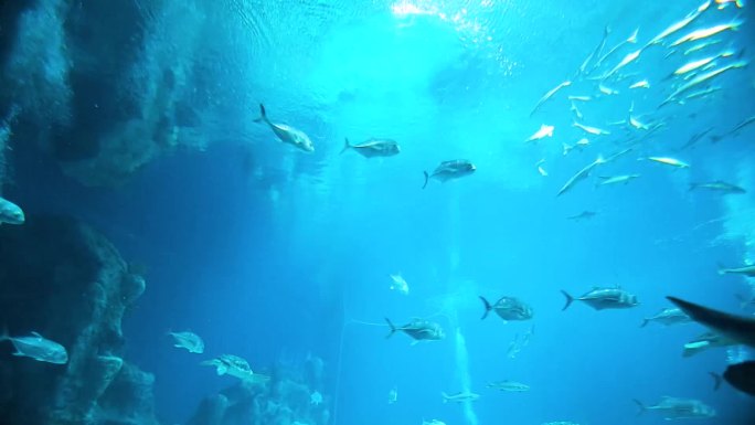 海龟 海底水草 游客参观