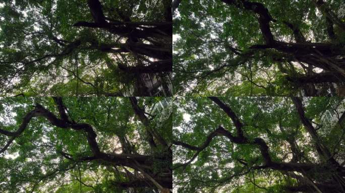 广州小洲村参天古树阳光穿过树林树叶