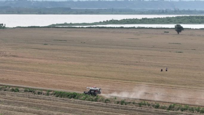 黄河滩万亩小麦收割丰收航拍