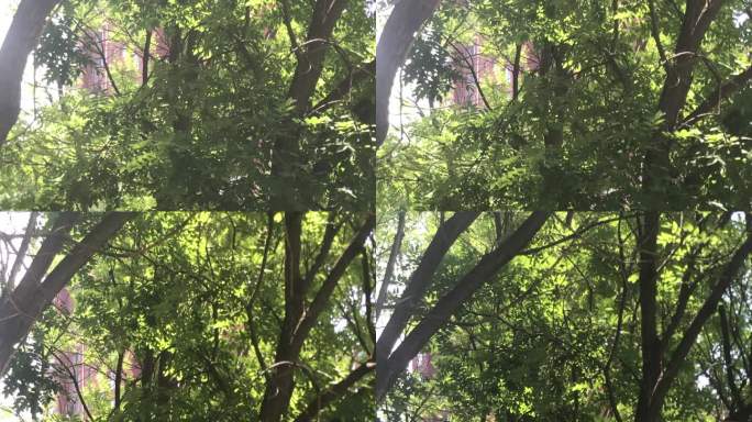 大树 树杈 啄米鸟
