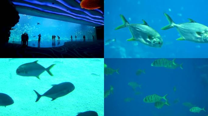 水族馆 游客观赏 生物游动