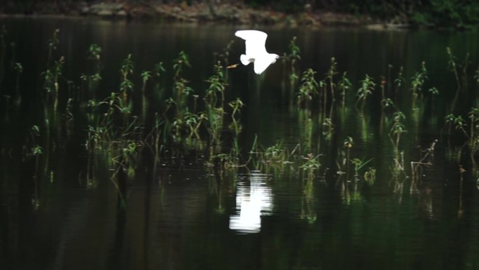 大白鹭在湿地湖边草丛中助跑起飞倒影