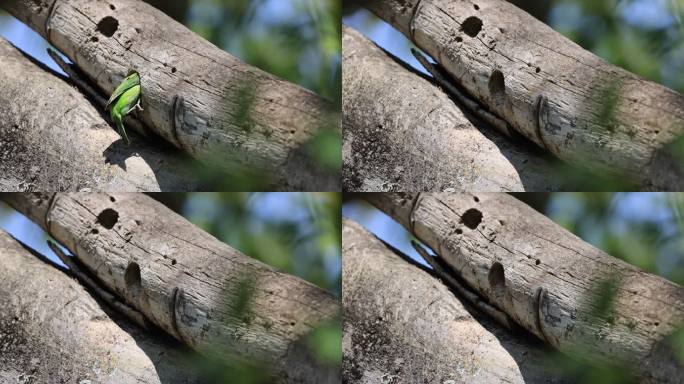 色彩斑斓的拟啄木鸟衔食进巢并带走幼鸟粪便