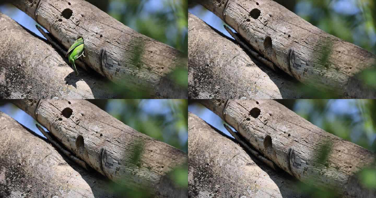 色彩斑斓的拟啄木鸟衔食进巢并带走幼鸟粪便