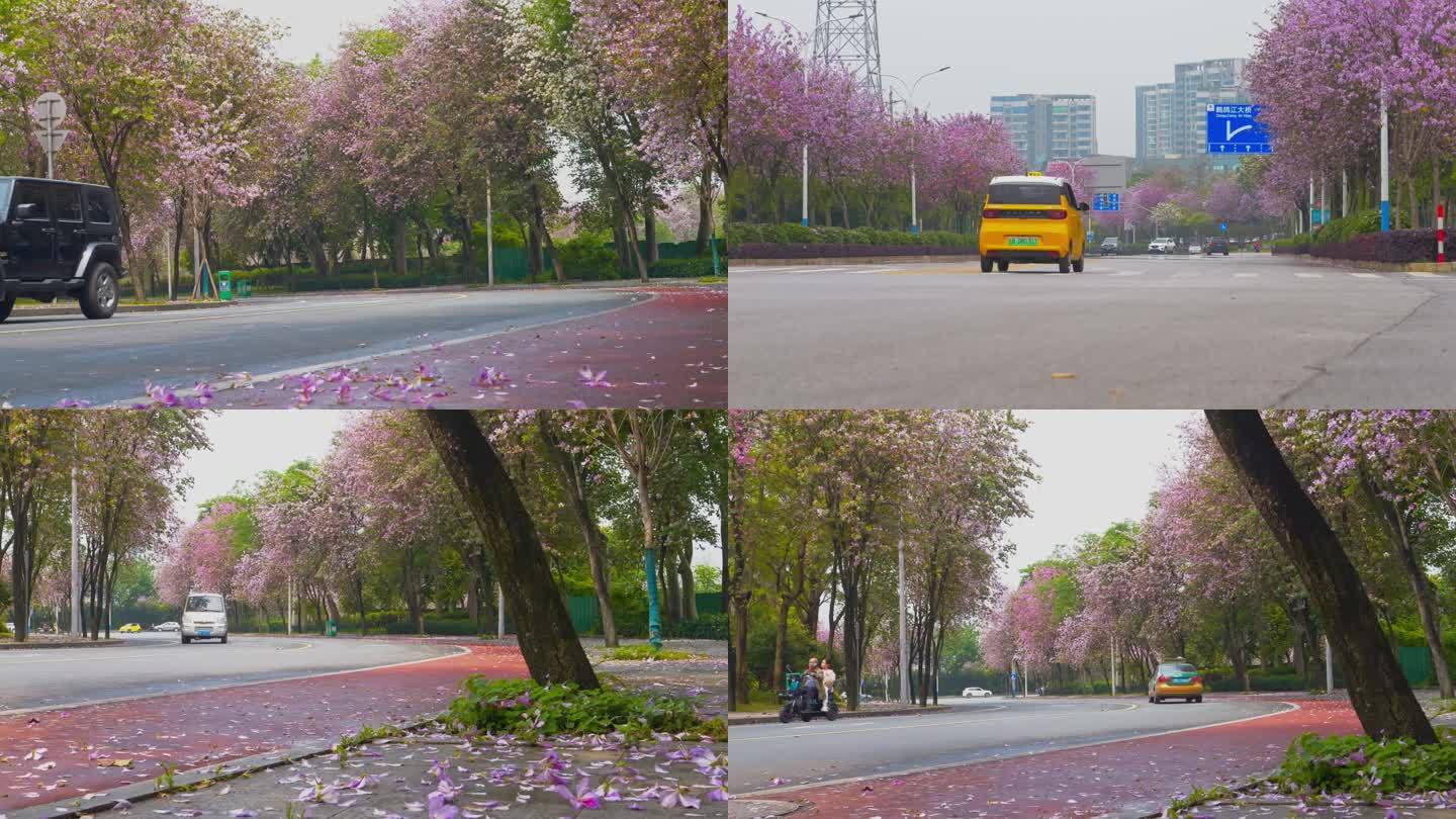 柳州紫荆花汽车车流 人流 城市风景