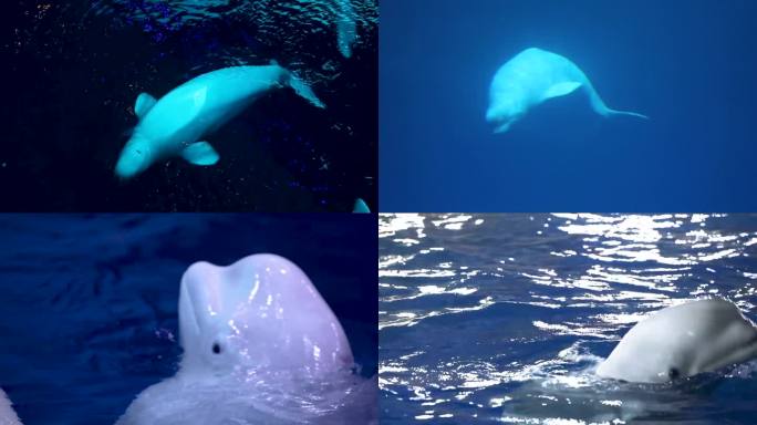 海豚 生物表演 专业驯养