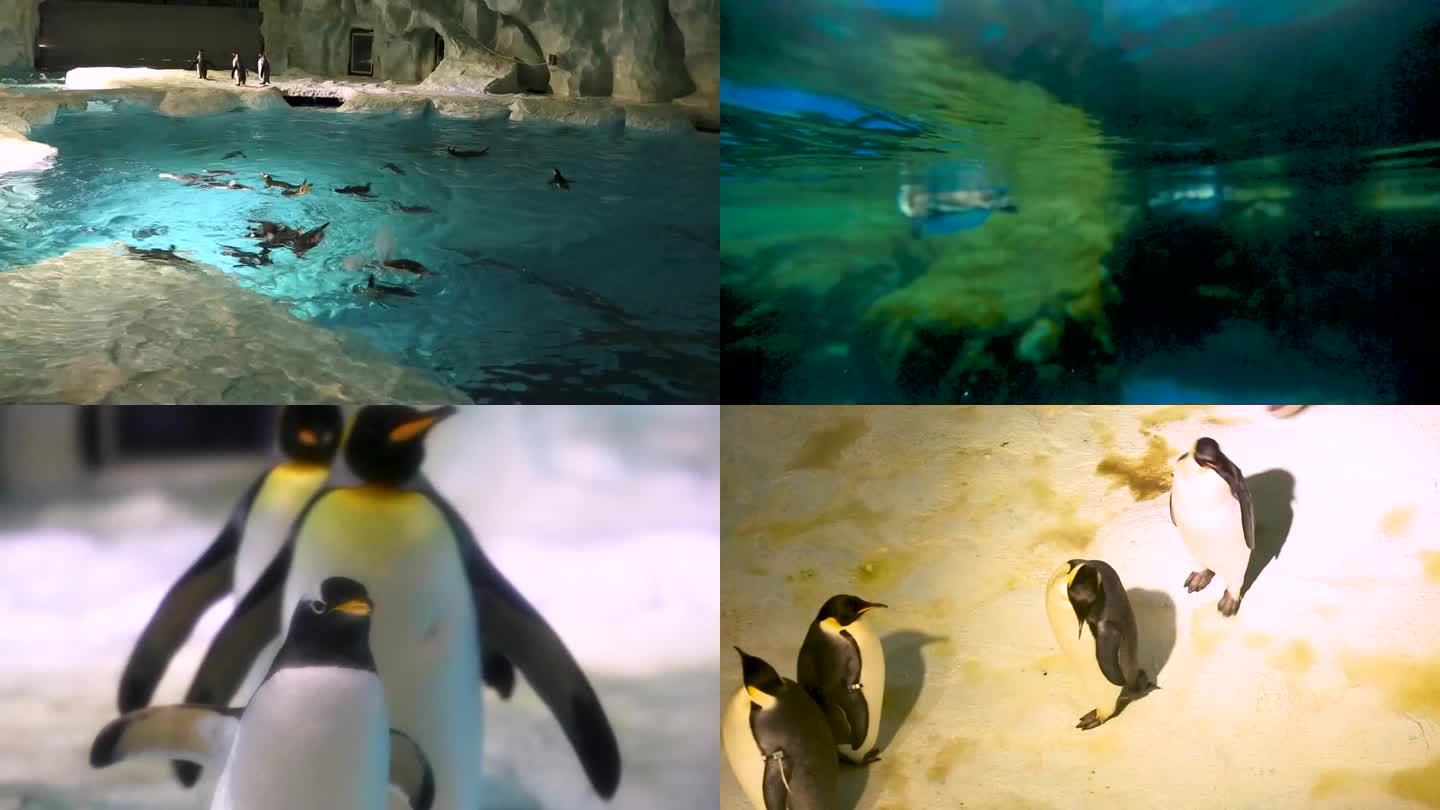 企鹅站立 亲子活动 企鹅在水里游玩