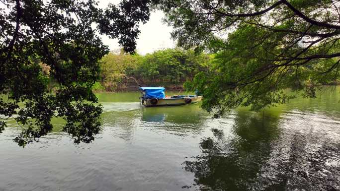 广州小洲村仰视古树小船驶过河流古河道