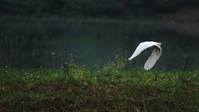 大白鹭在湿地湖边草丛中助跑起飞