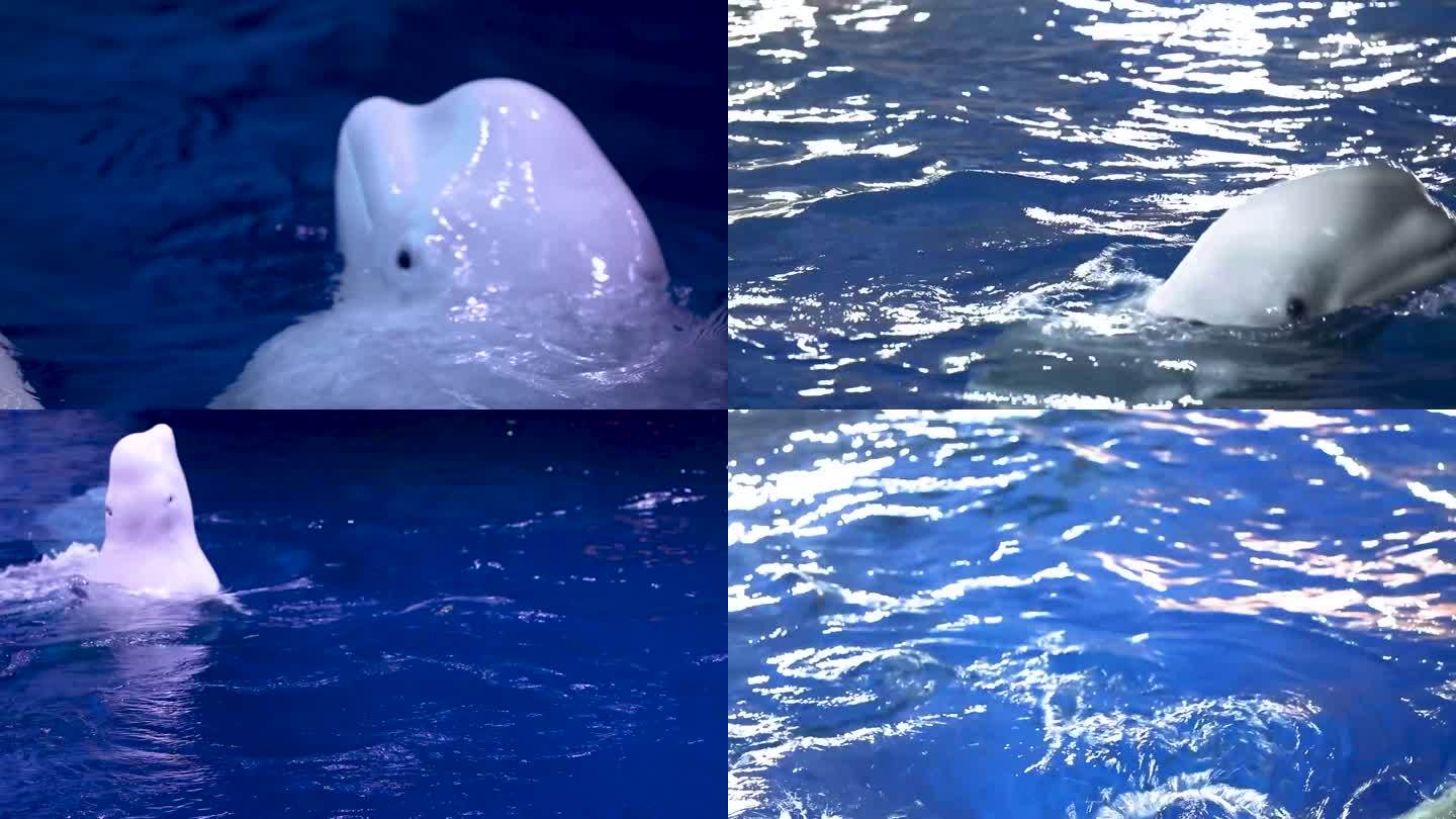 海豚 生物表演 专业驯养