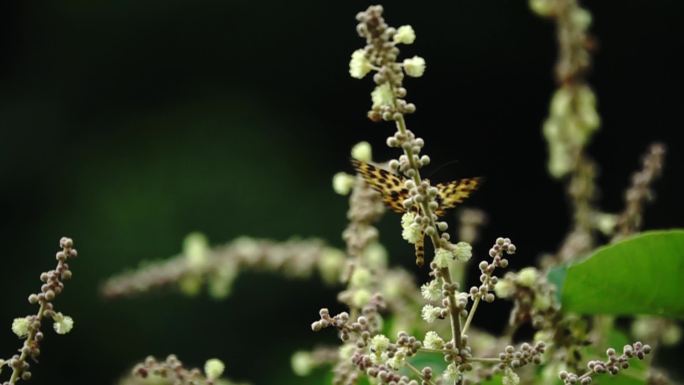 豹纹蝴蝶 长时间 扇动  在野花丛中
