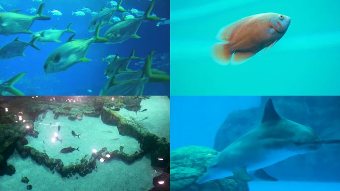 海底世界 海洋生物 潜水检测