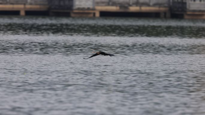中国新物种黑腹蛇鹈水面起飞飞行的慢动作
