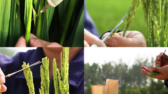 微距拍摄杂交水稻繁育过程
