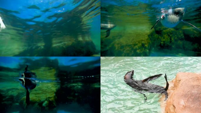 海洋生物 企鹅游动 海狮表演