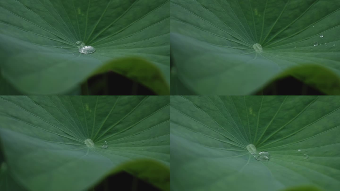 荷叶水珠滑落慢动作风雨中的荷叶