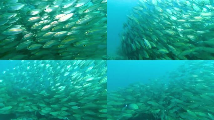 海底鱼群水产养殖渔业海鲜