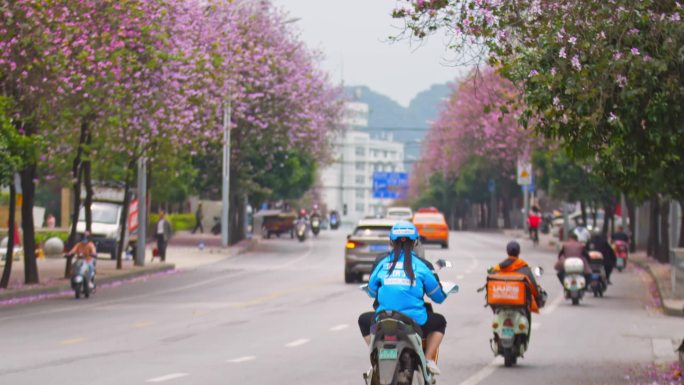 柳州城市车流人流 紫荆花风景  人文素材