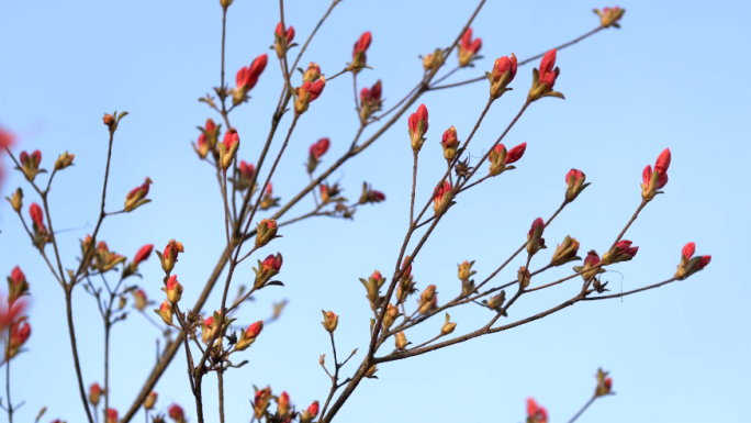 杜鹃花海映山红1