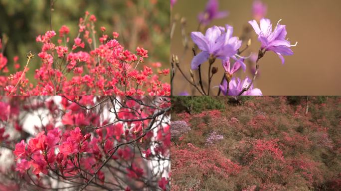 杜鹃花海映山红1