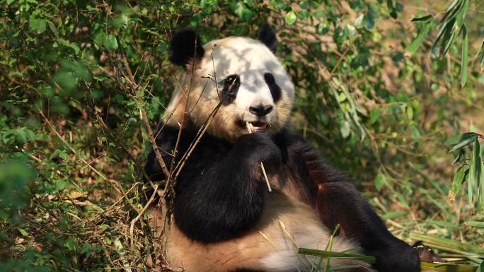 野生动物珍惜动物病危动物保护动物熊猫国宝