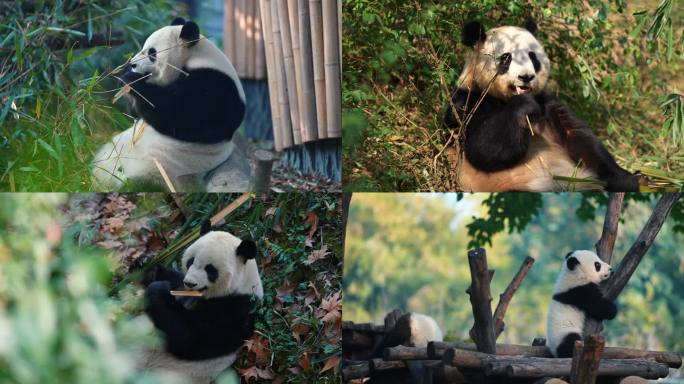 野生动物珍惜动物病危动物保护动物熊猫国宝
