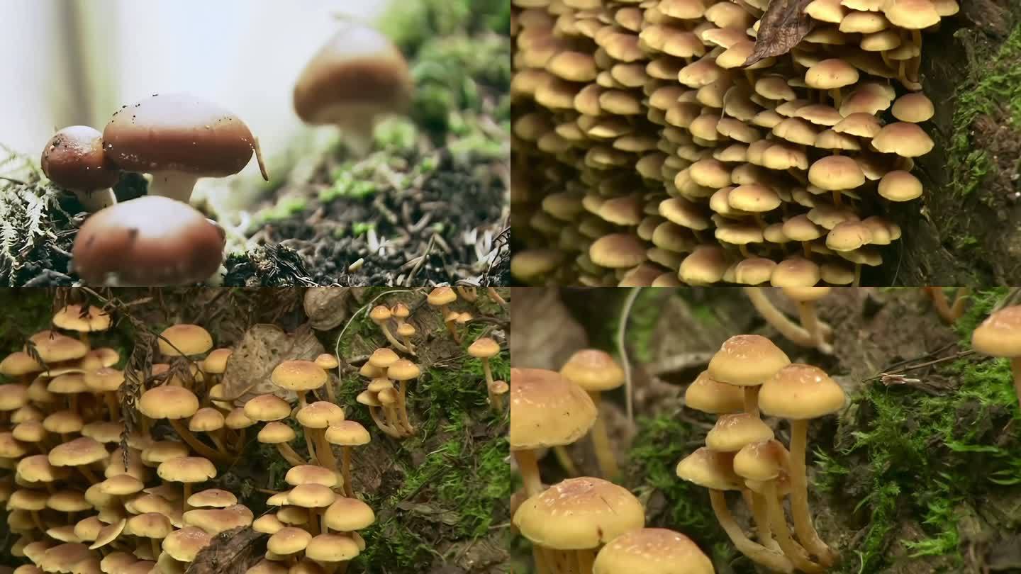 野外蘑菇菌类拍摄