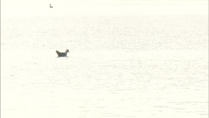 黄土沙漠 高原生物 河流湖泊