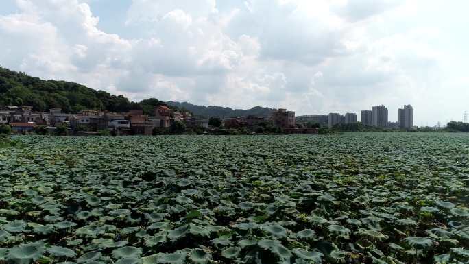 植物园 池塘 城市一角