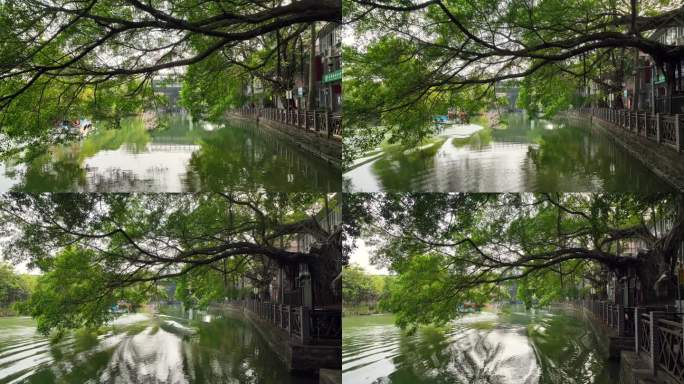 广州小洲村百年古榕树小船穿航河流