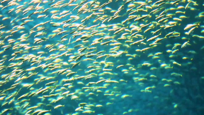 鱼群景象 海底世界 海洋生物