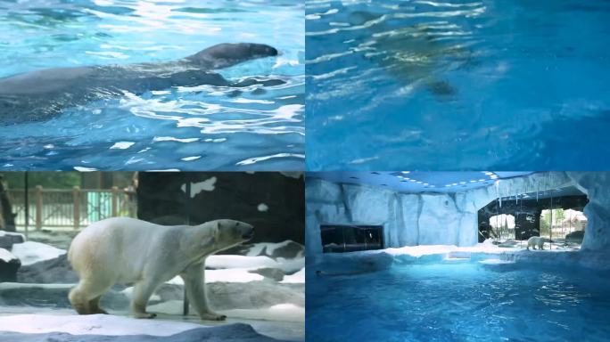 北极熊 寒冷地区 野生动物