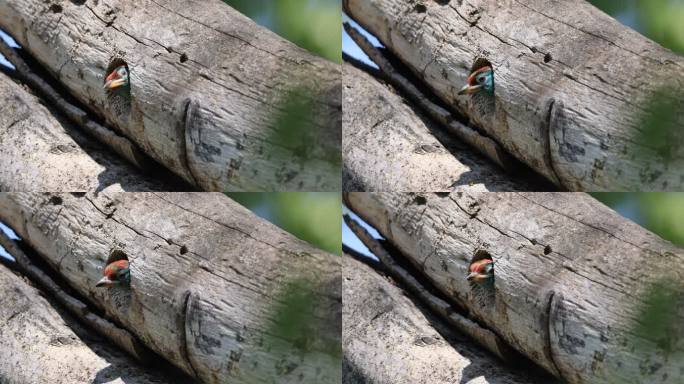 蓝喉拟啄木鸟幼鸟从鸟巢中探出头