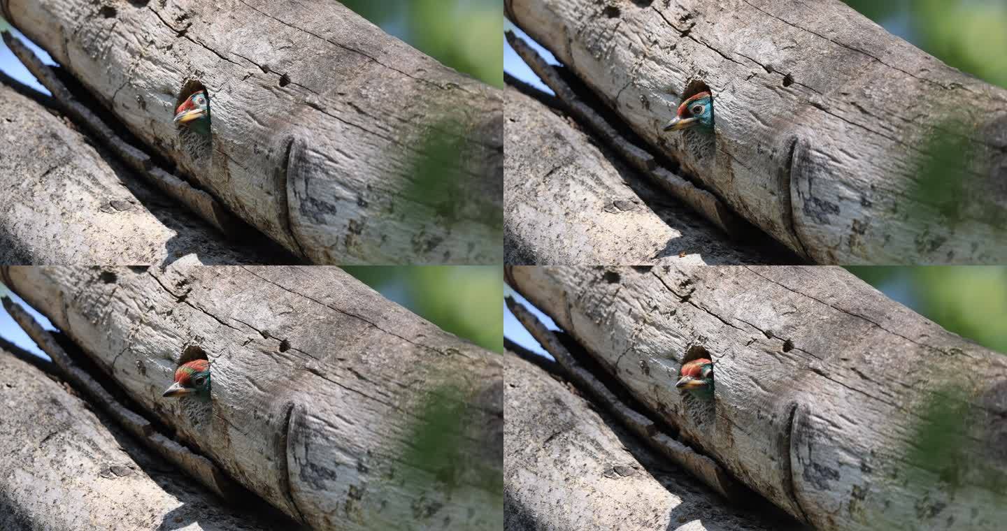蓝喉拟啄木鸟幼鸟从鸟巢中探出头