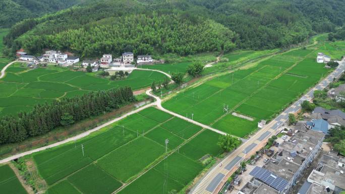 乡村稻田风光航拍