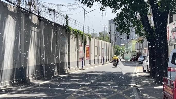 城市道路飘柳絮慢动作车流2