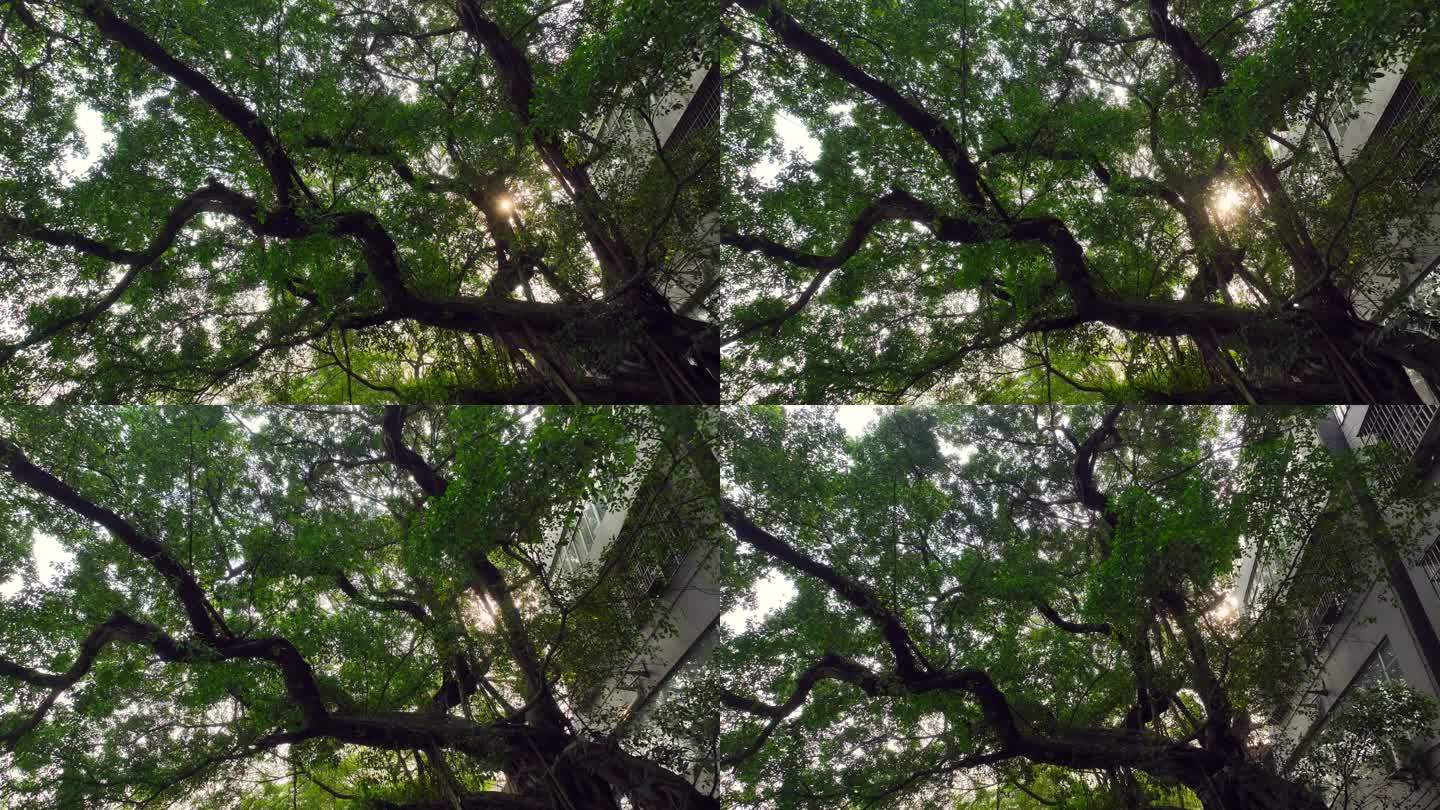 广州小洲村百年古榕树阳光穿过树林树叶